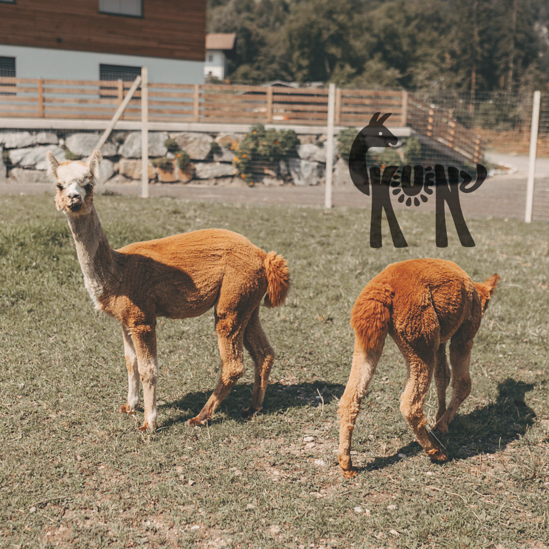 Meet & Feed
