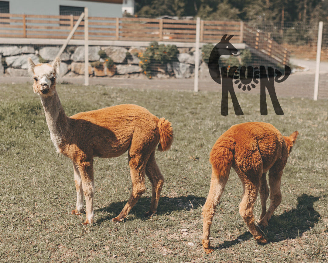 Meet & Feed